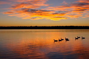 Sunrise Geese