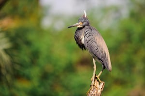 Tricolored Heron