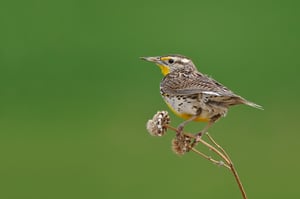 Western Tenager