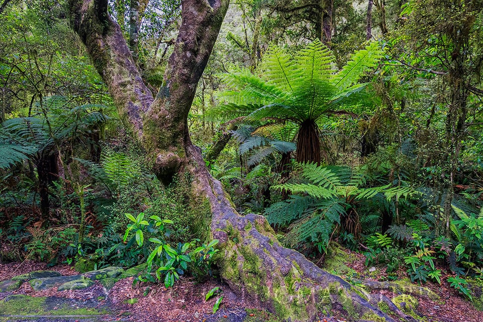 Haast Highway #1