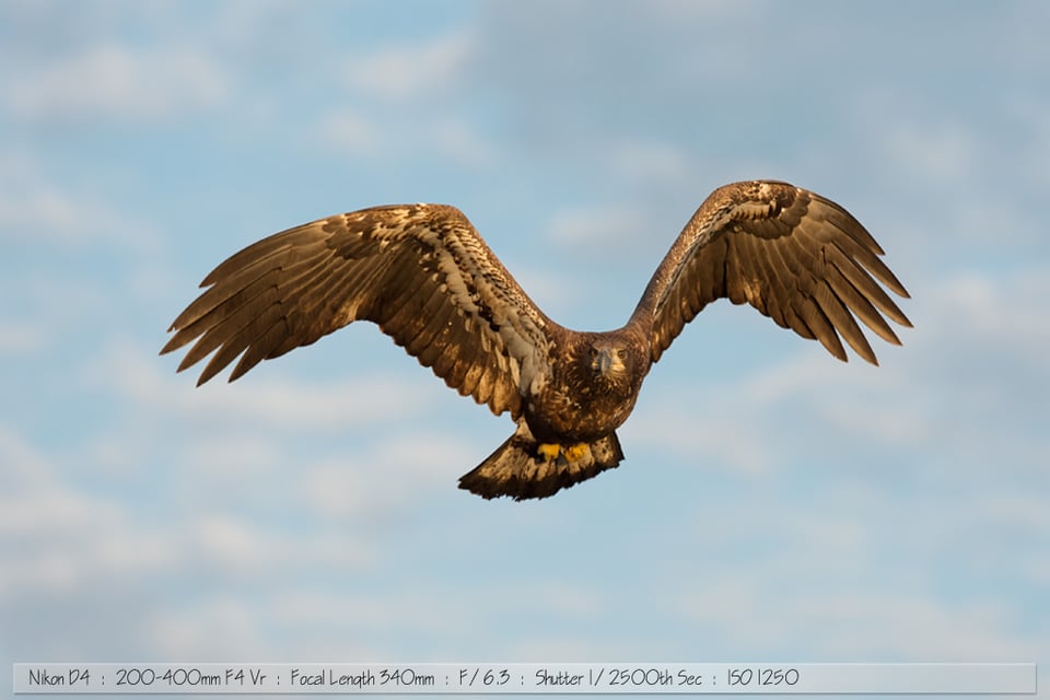 Immature Bald Eagle in Sunrise Light