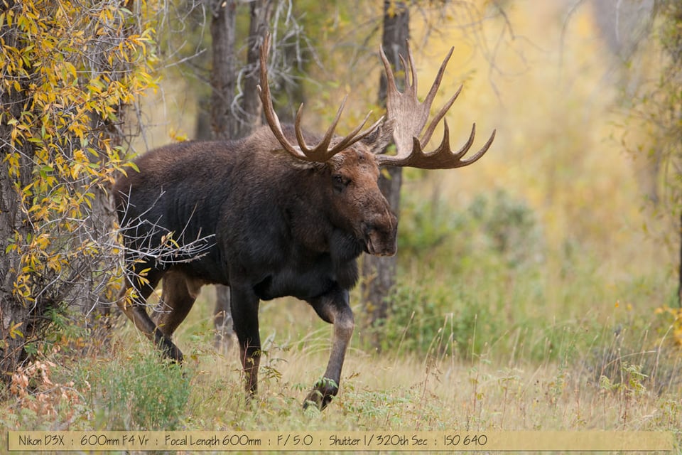 Big Bull Moose up close at Gros Ventre Big Bull Moose up close at Gros Ventre