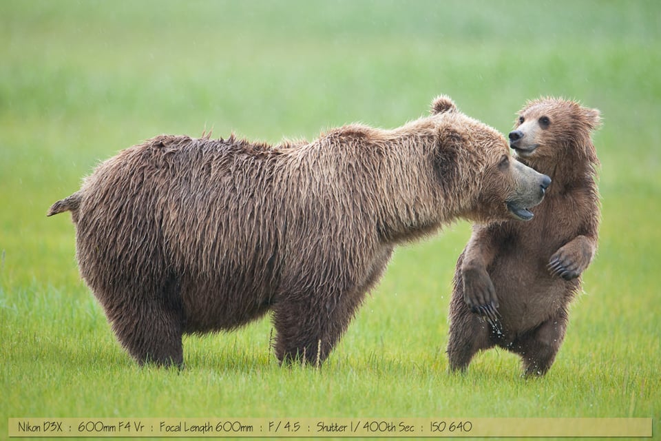 Coastal Grizzly Bear Photo Coastal Grizzly Bear Photo