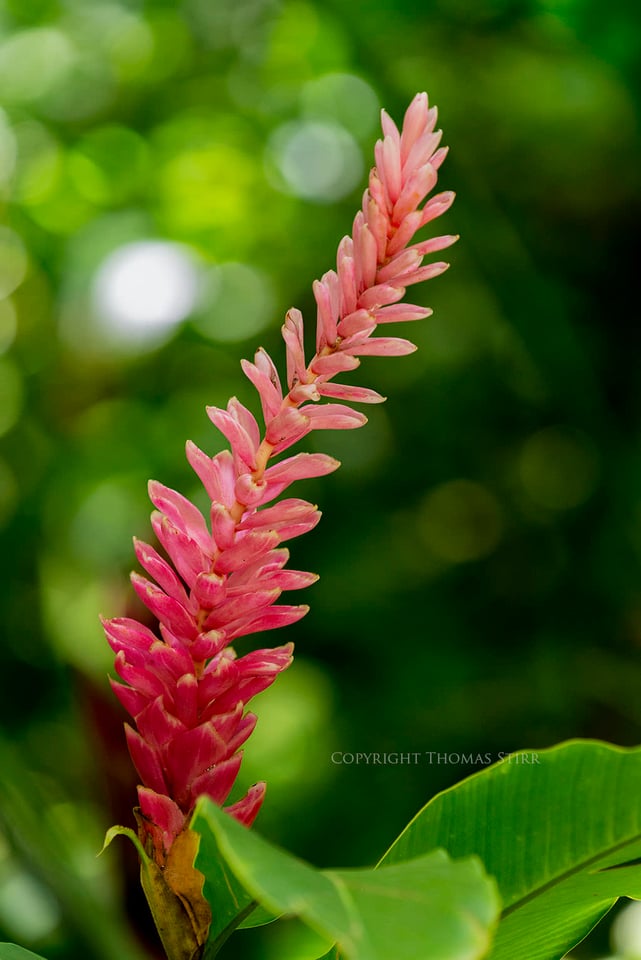 Thomas Stirr Flower Photography (10)