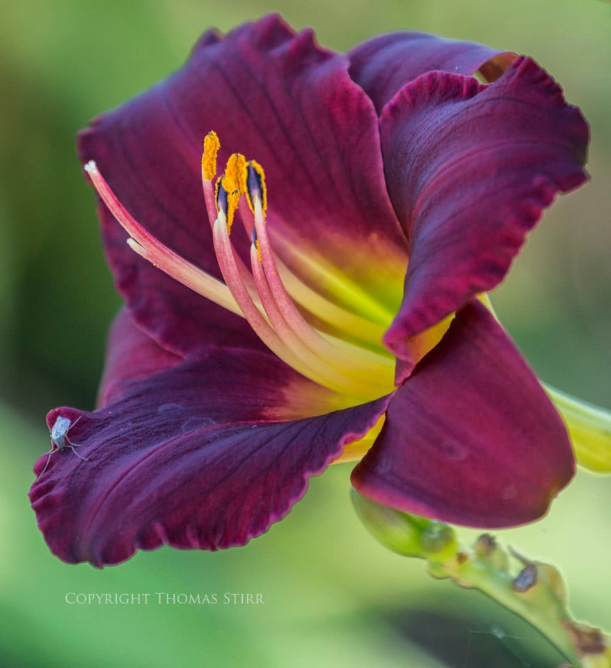 Thomas Stirr Flower Photography (11)