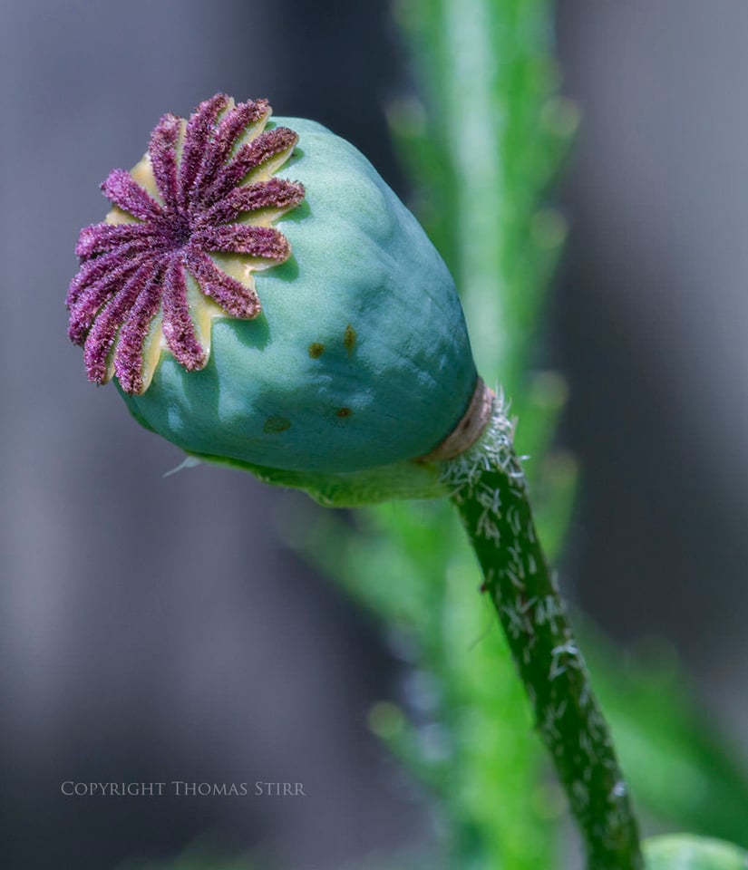 Thomas Stirr Flower Photography (2)