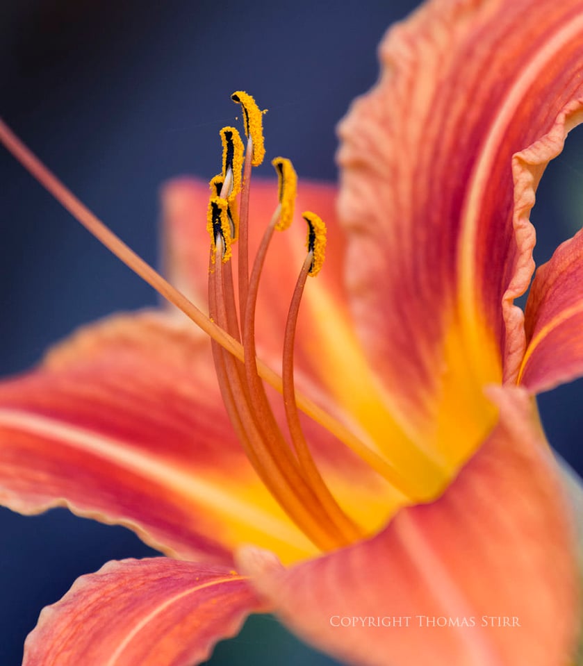 Thomas Stirr Flower Photography (3)