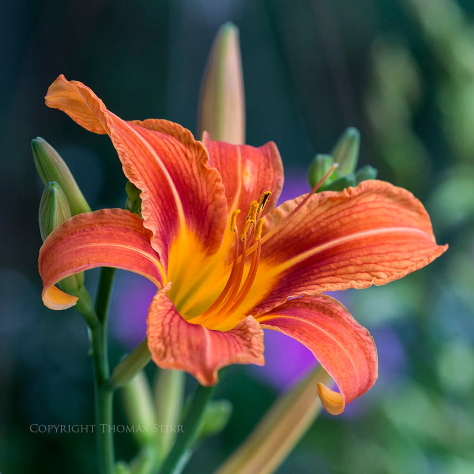 Thomas Stirr Flower Photography (4)