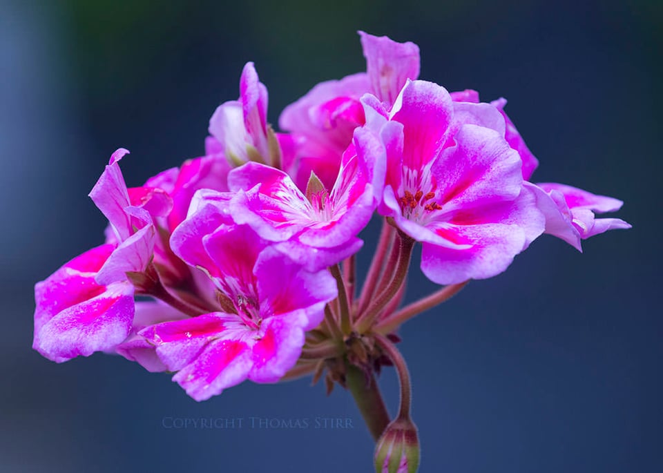 Thomas Stirr Flower Photography (6)
