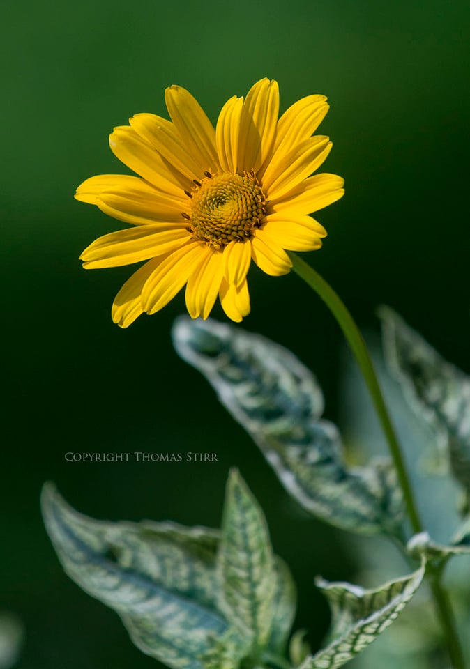 Thomas Stirr Flower Photography (8)