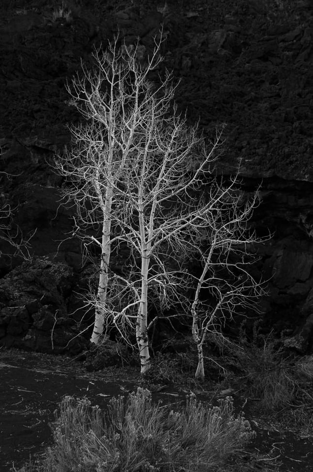 Verm-Aspens-lava-Sunset-Crater-0656