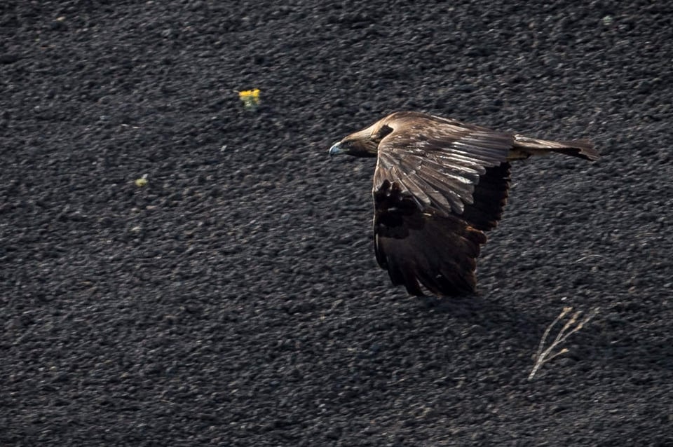 Verm-Golden-Eagle-Sunset-Crater-3126-2