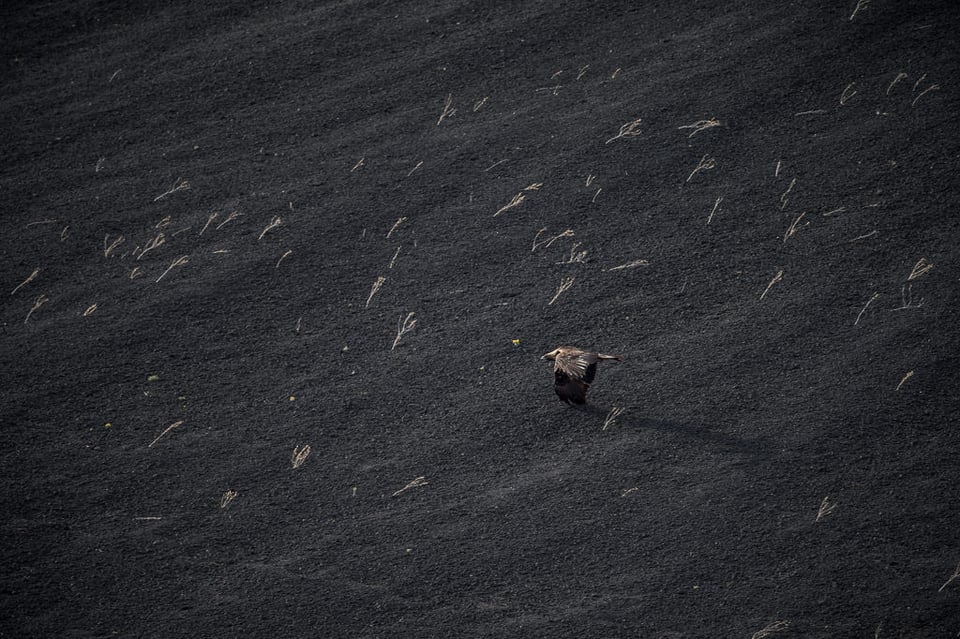 Verm-Golden-Eagle-Sunset-Crater-3126