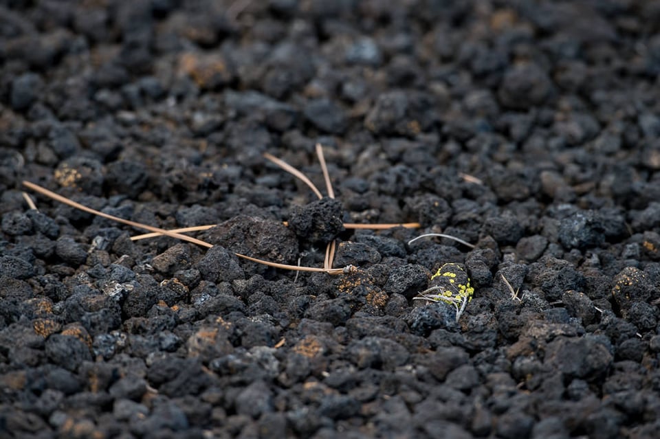 Verm-cinder-lichen-800-Sunset-Crater-3085