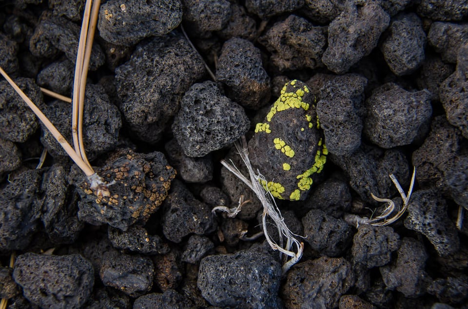 Verm-cinder-lichen-cu-Sunset-Crater-0415