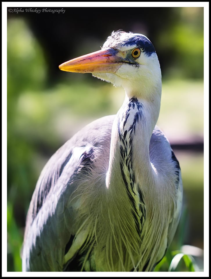 Olympus 60mm F/2.8, ISO 200. Heron in Regent’s Park, London.