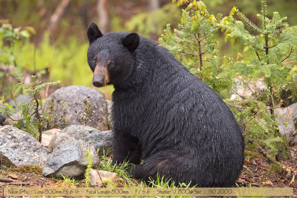 Beautiful Wet Female Black Bear