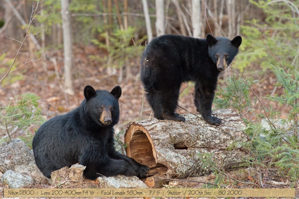 Beautiful Black Bear with Cub