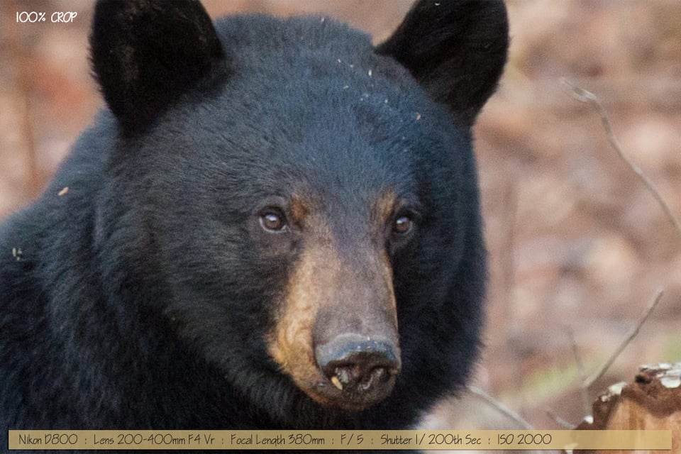 Beautiful Black Bear with Cub