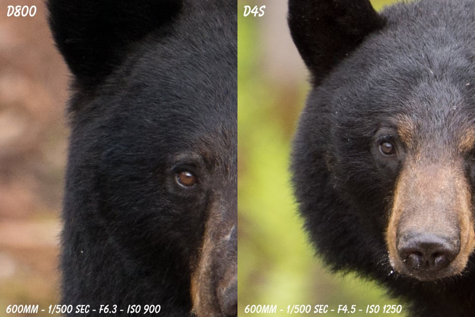 D4s versus D800 Sample