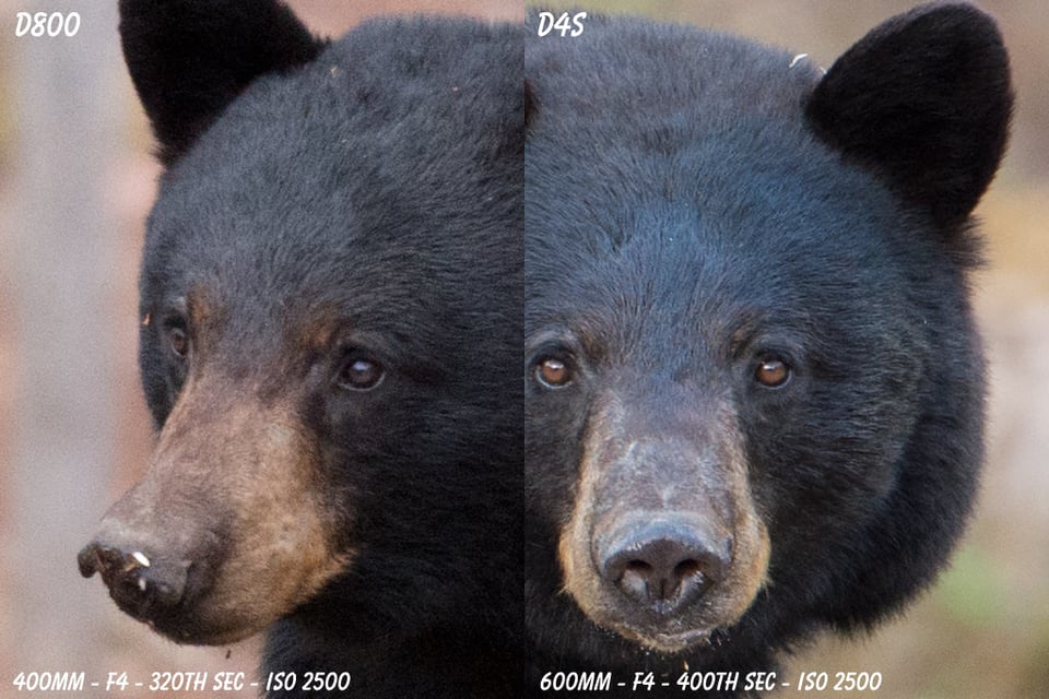 D4s versus D800 Sample