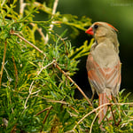 Capturing Birds in Flight with a Nikon 1 V2 and FT-1 Adapter