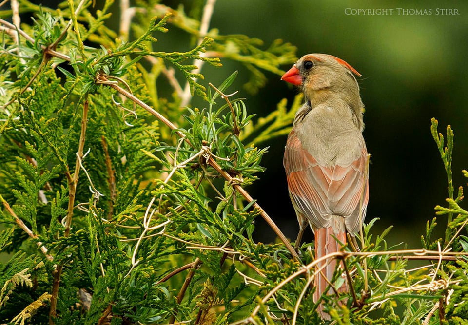 Female Cardinal