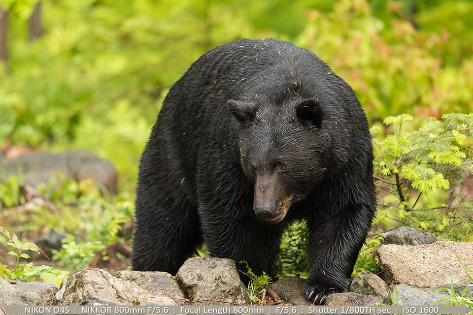 PLWLT-Part-II-Photo-01-600lb-Black-Bear-Copyright-Robert-J-Andersen