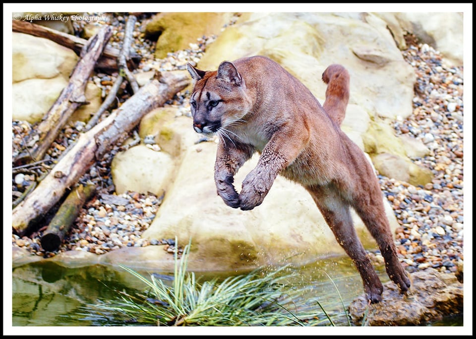 6 Puma Jumping