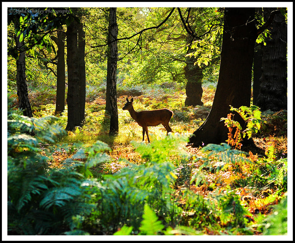 9 Deer Richmond Park