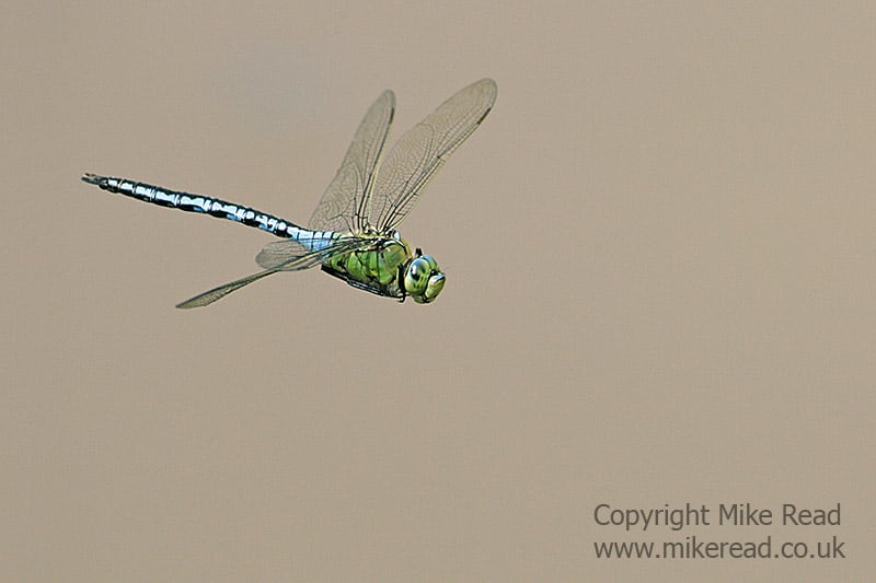 Blue emperor Anax imperator male in flight