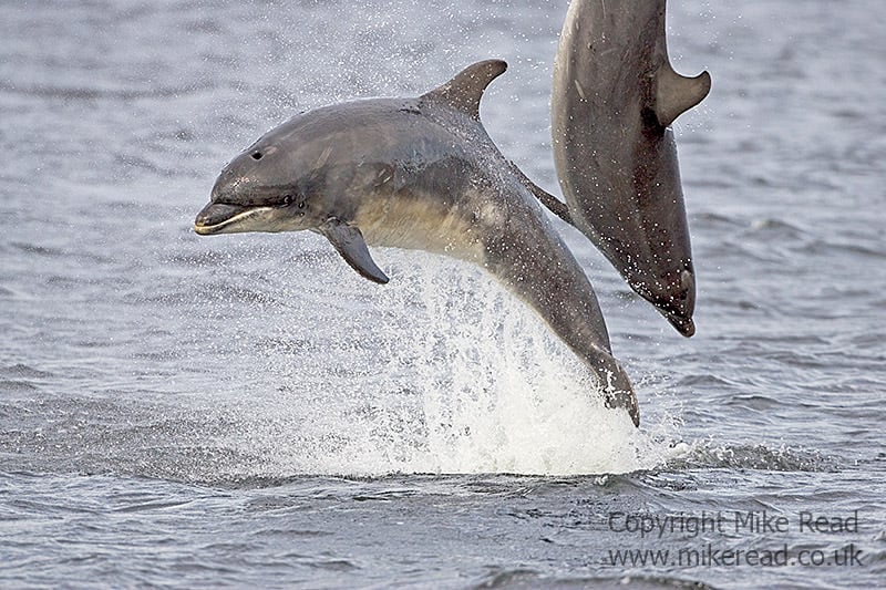 Bottle-nosed dolphin Tursiops truncatus Moray Firth Scotland