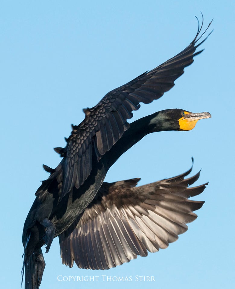 Cormorant (2)