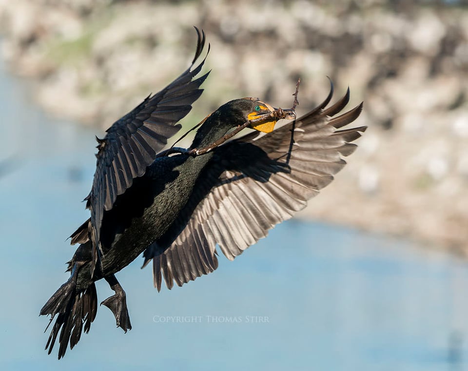 Cormorant (4)