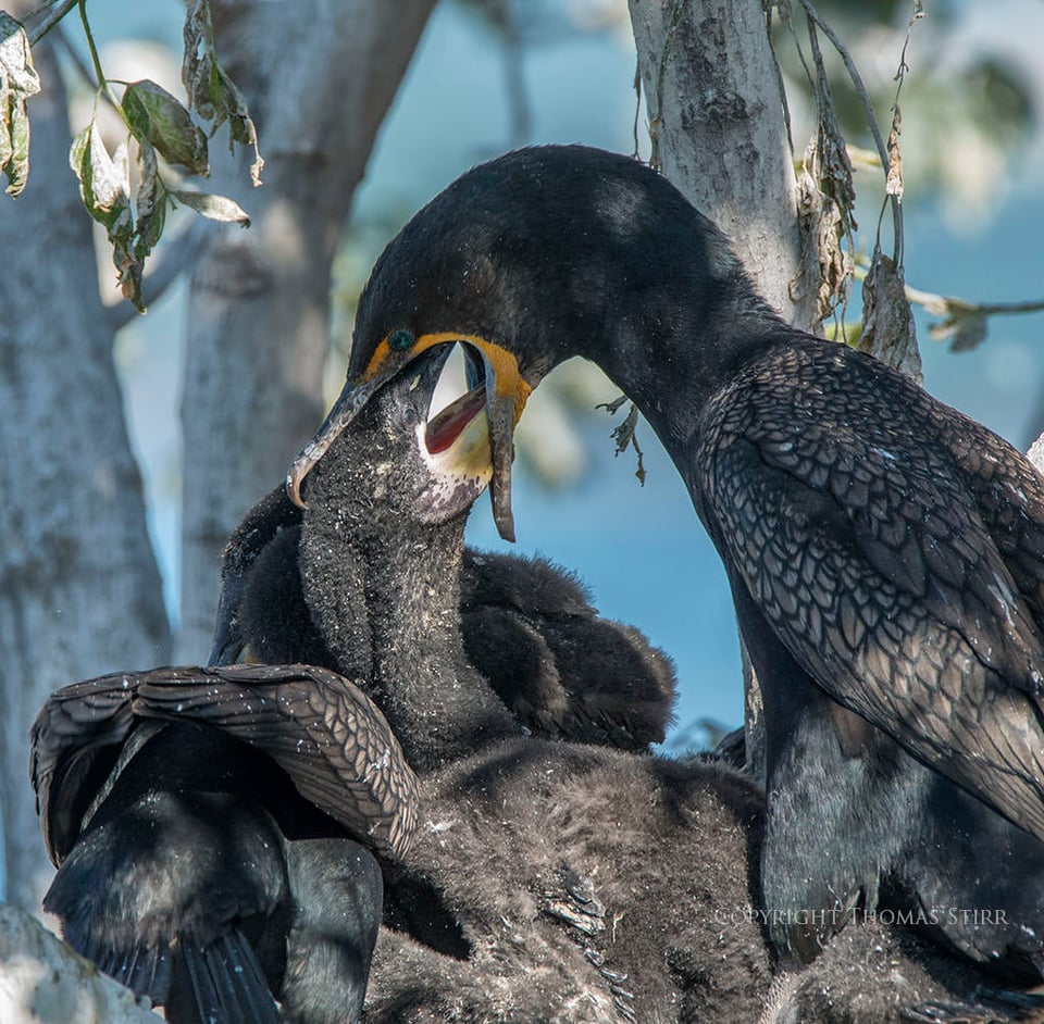 Cormorant (6)