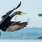 Cormorant (7)