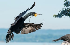 Cormorant (7)