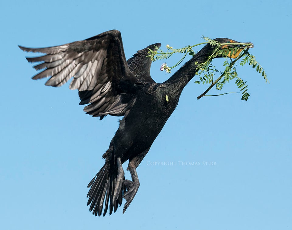 Cormorant (8)