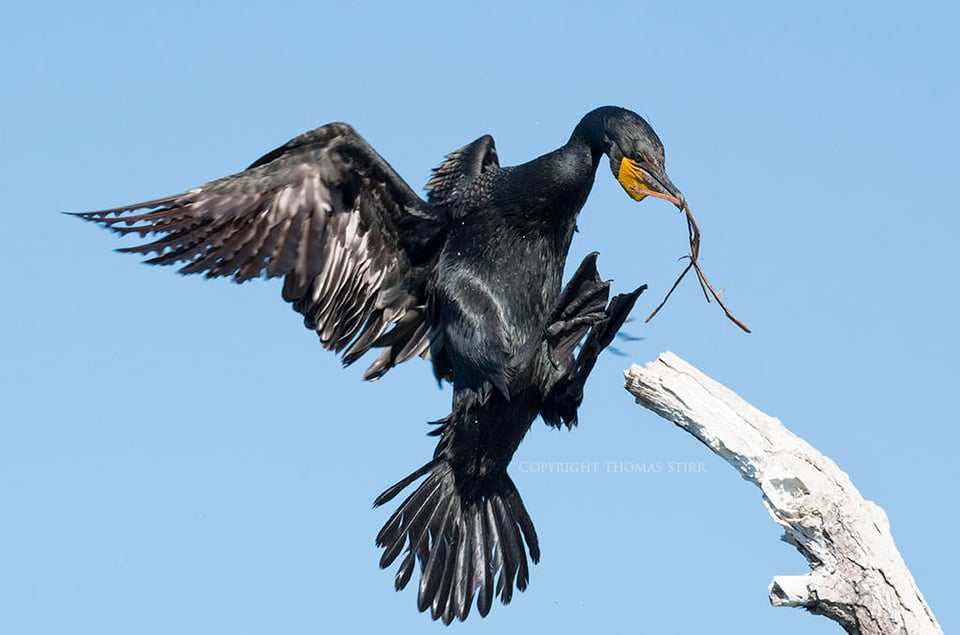 Cormorant (9)