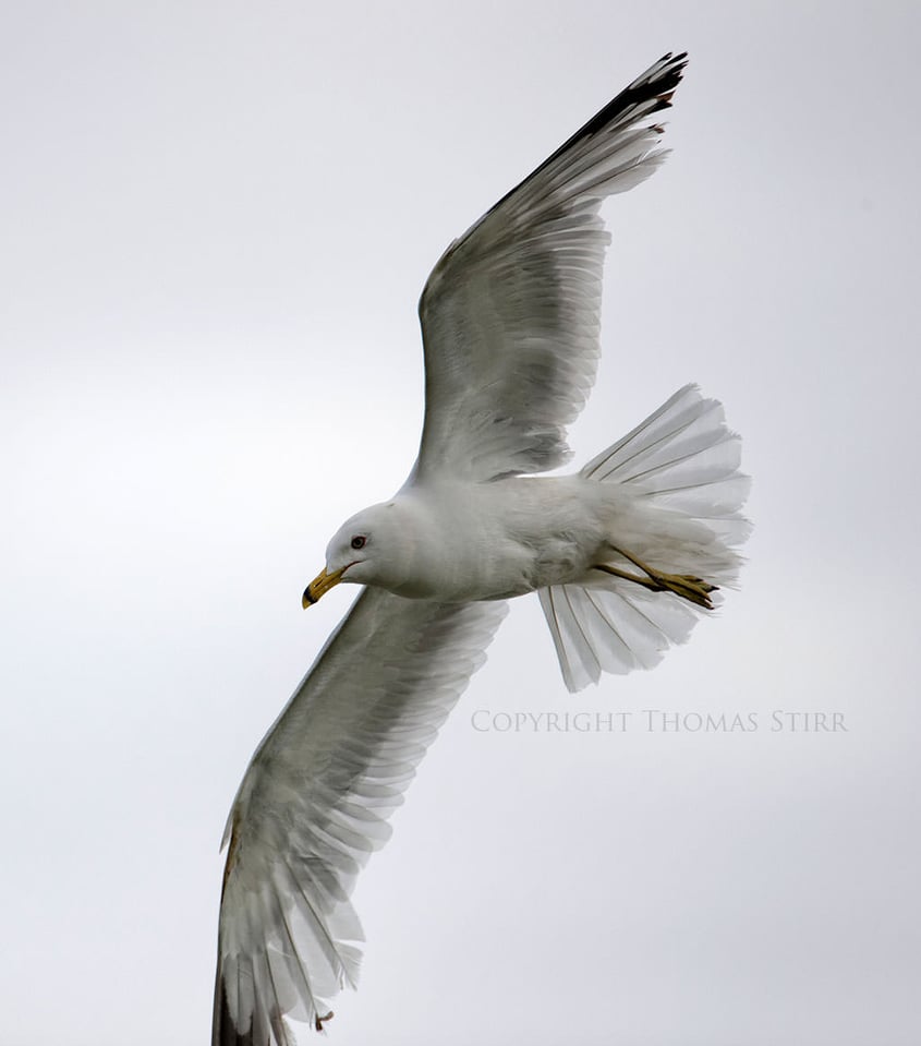 Bird in Flight #4