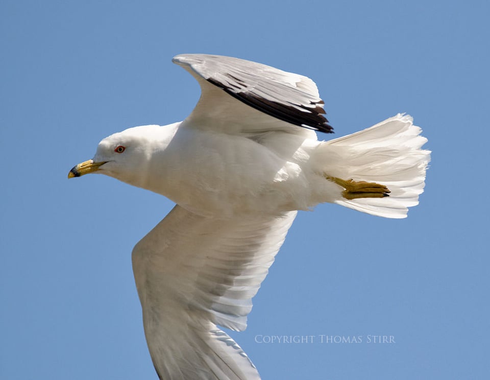 Bird in Flight #2