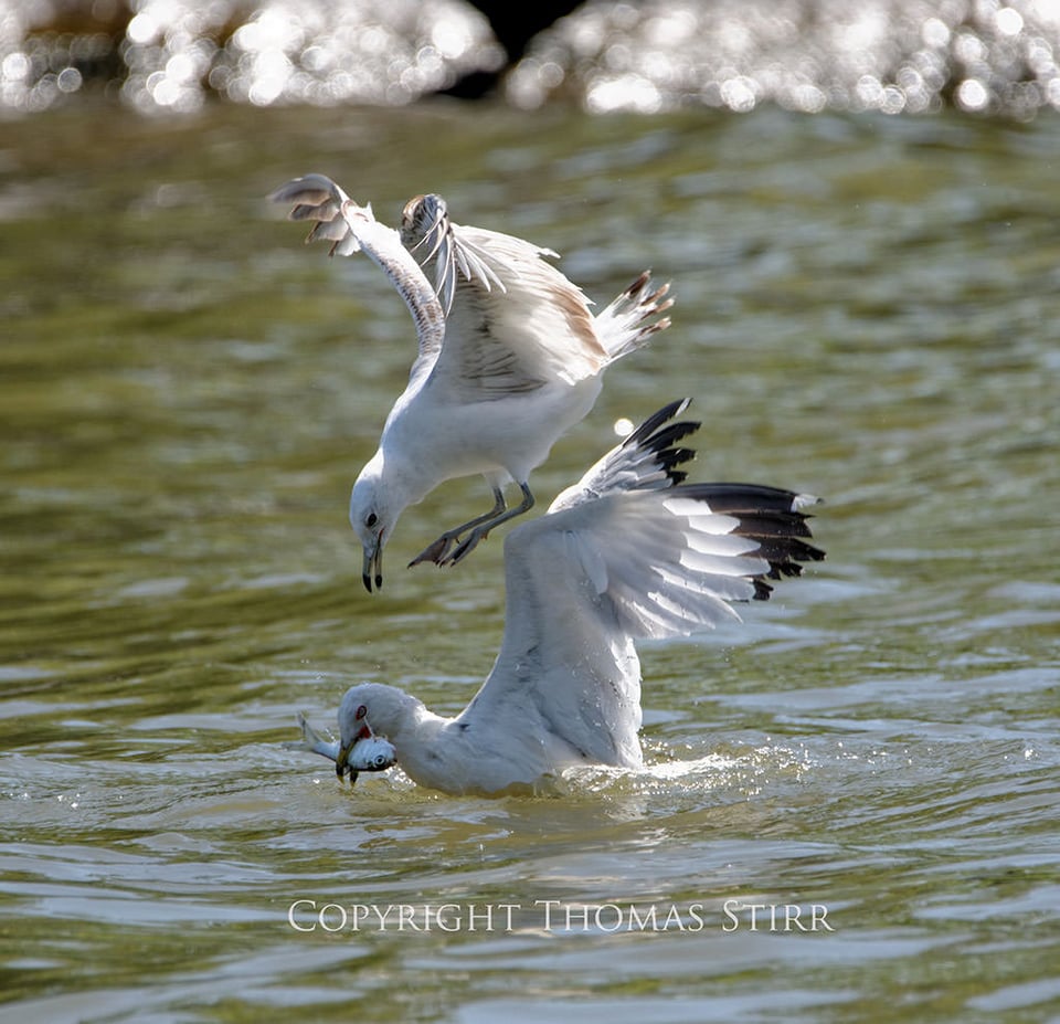 Bird in Flight #6