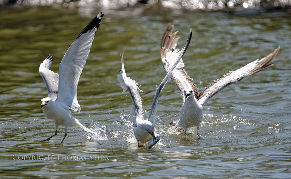 Fish Fight #2