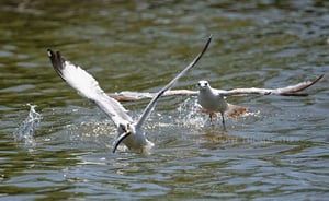 Fish Fight #3