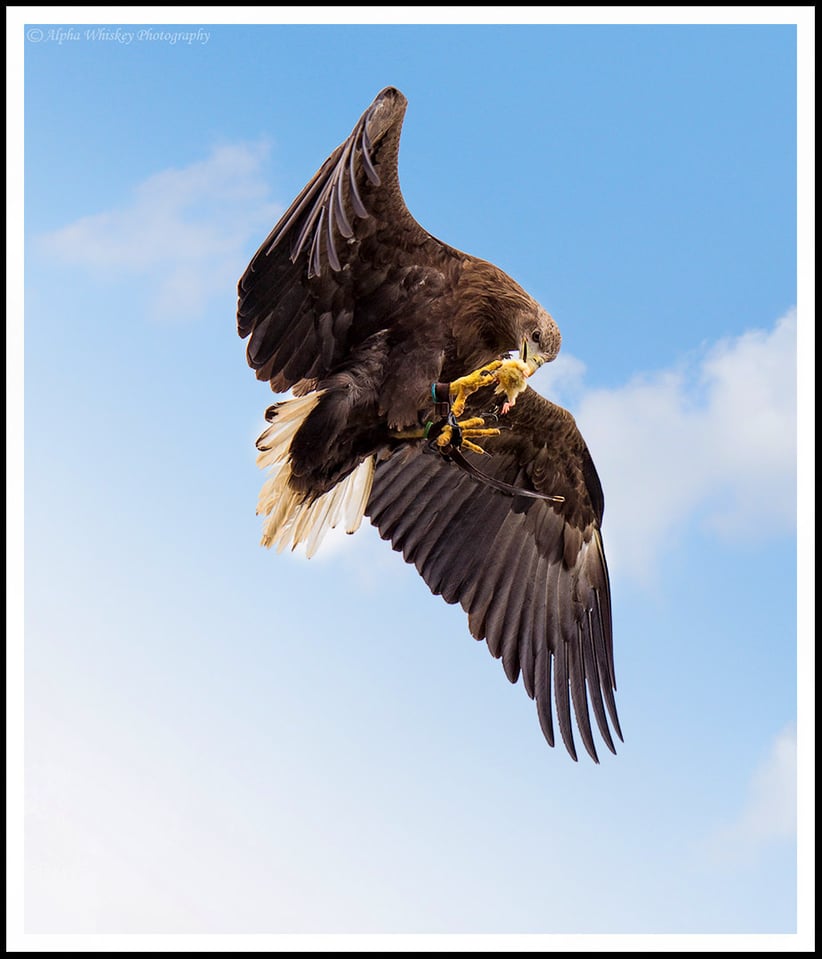 Eagle in Flight