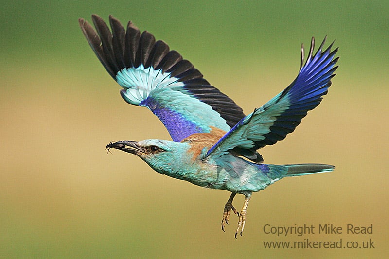 European Roller