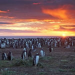 Gentoo Penguin