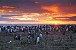 Gentoo Penguin