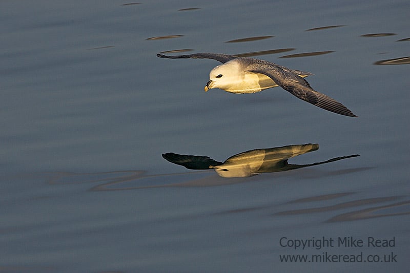 Northern fulmar Fulmarus glacialis in flight low over the sea Iceland July 2009