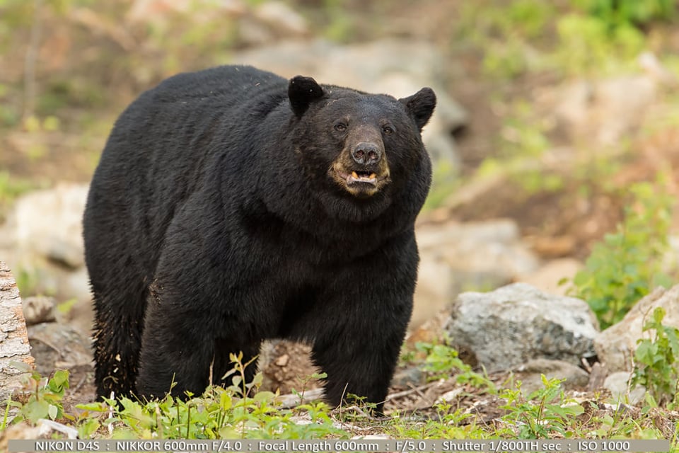 Huge Black Bear Up Close